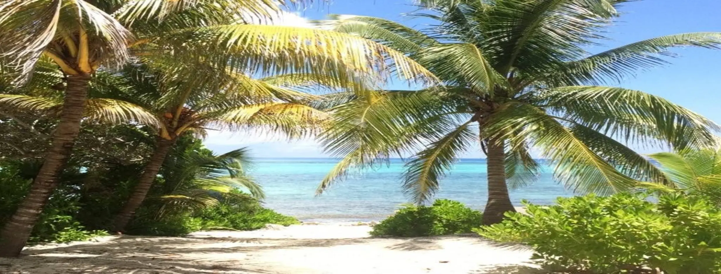 Image for Tropical Haven